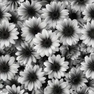 black and white flower background
