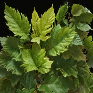 leaves no background
