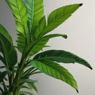 plant wallpaper iphone