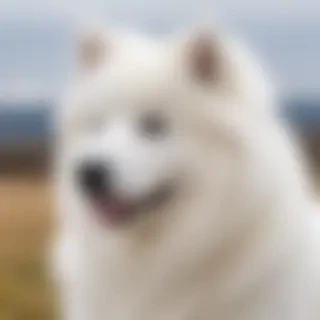 samoyed dog breed