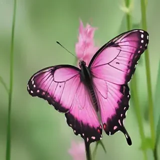 images of pink butterflies
