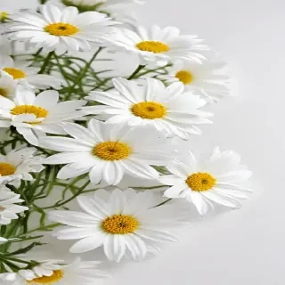 white flowers on white background