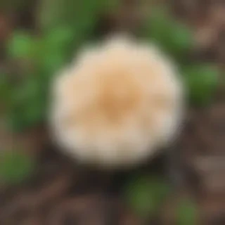 puffball mushroom