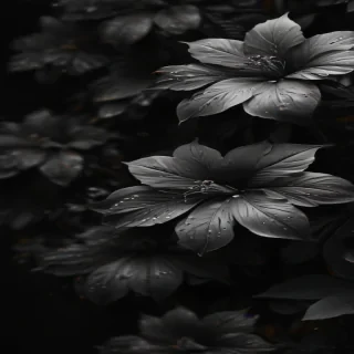 black wallpaper 4k phone