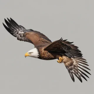 eagle fly png
