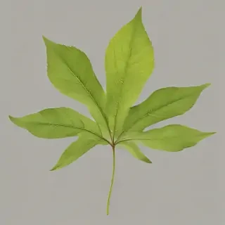 leaf png transparent