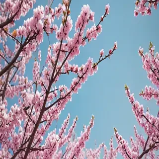 spring iphone wallpaper