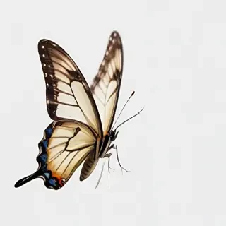 butterfly transparent