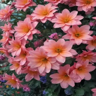 flower background iphone