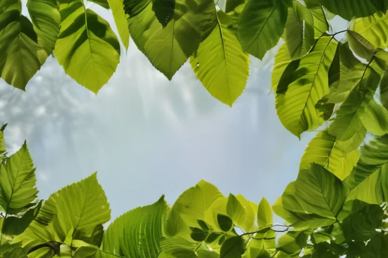 background leaves