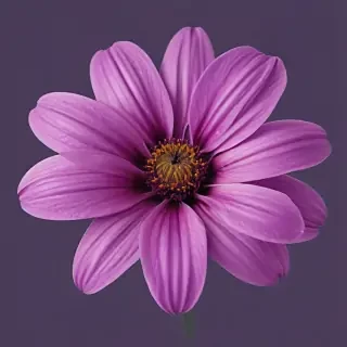 purple flower png