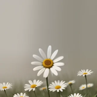 daisy wallpaper