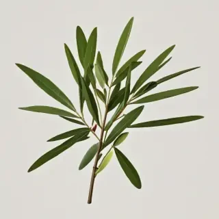 olive branch png