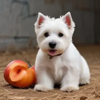 west highland terrier
