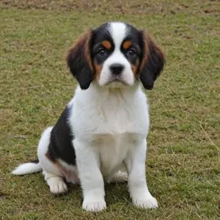 cav a malt dog breed