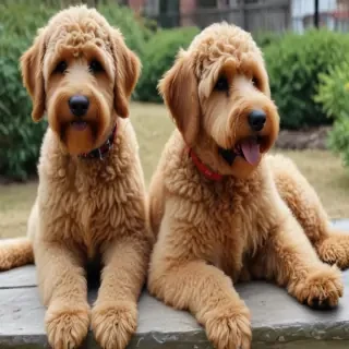 airedoodle dog breed