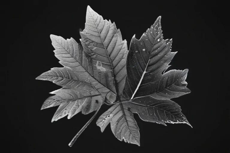 clipart leaf black and white
