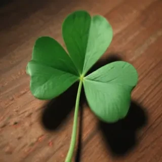 4 leaf clover