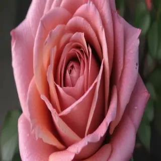 rose outline