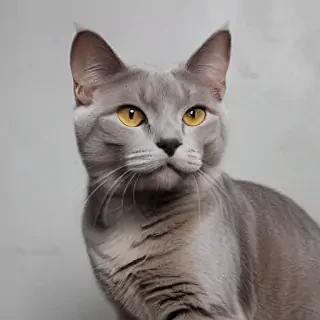 grey cat