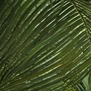 palm tree leaf png