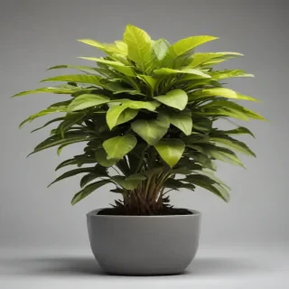 indoor plant png