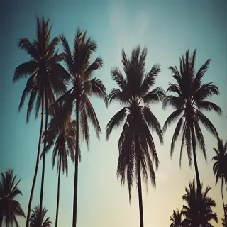 palm trees background