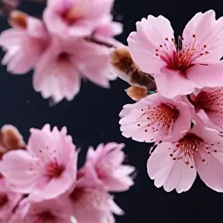 cherry blossom background wallpaper