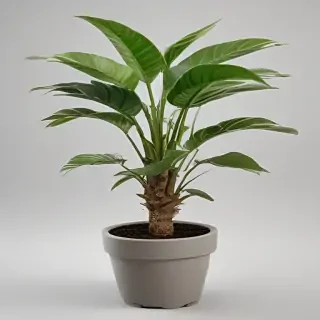 potted plant png