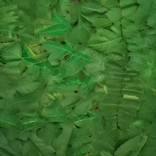 leaf background green