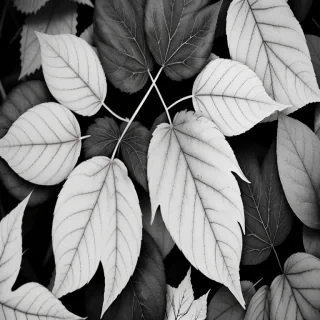 leaves black and white