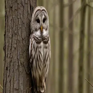 barred owl call