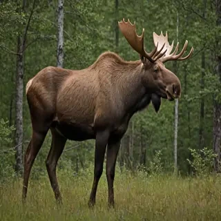 moose png