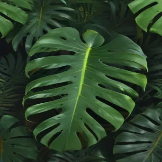 monstera png