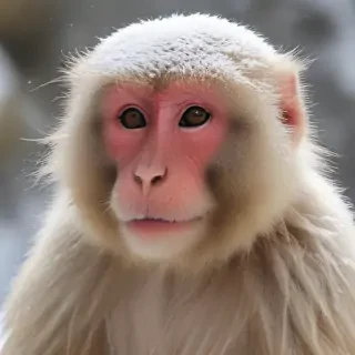 snow monkey