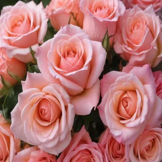 rose wallpapers