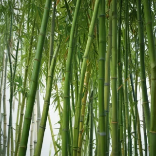 bamboo png