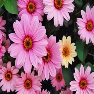 flowers iphone wallpaper