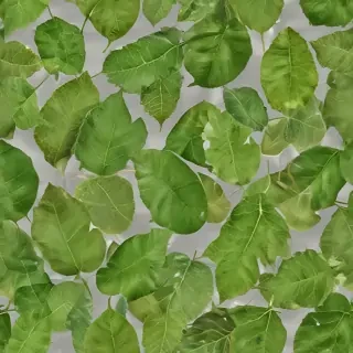 leaf png transparent