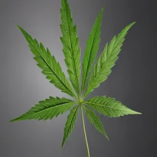 marijuana leaf transparent background