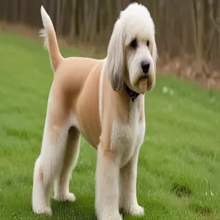 schnocker  dog breed