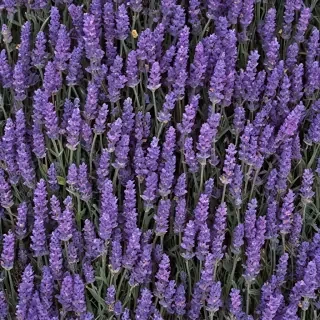 lavender phone background