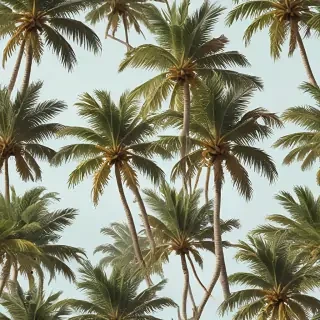 palm trees png