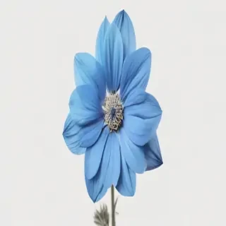 blue flower transparent
