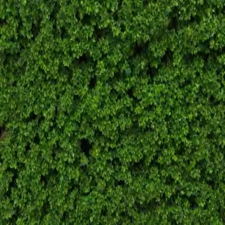 trees no background