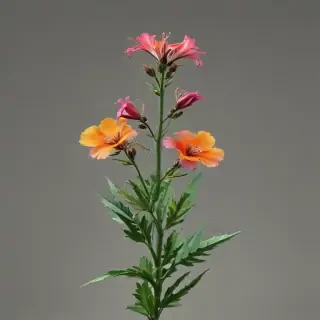 wild flower png