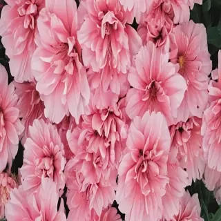 flower aesthetic