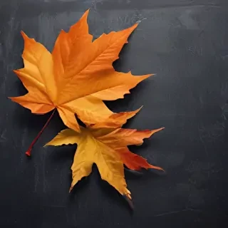 iphone fall wallpaper