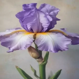 iris flower