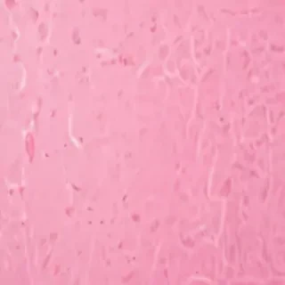 pink zoom backgrounds